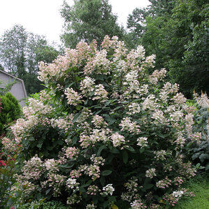 Hydrangea paniculata Color Choice Quick Fire Panicle Hydrangea