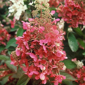 Hydrangea paniculata Color Choice Pinky Winky Proven Winners Panicle Hydrangea