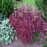 Pennisetum Setaceum Graceful Grasses Fireworks Variegated Red Fountain Grass
