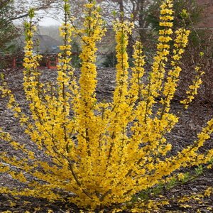 Forsythia X Show Off Starlet Forsythia