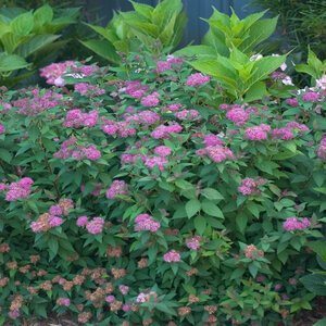 Spiraea Japonica Double Play Galen Artisan Spirea