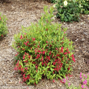 Weigela Florida Sonic Bloom Red Weigela