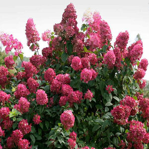 Hydrangea Paniculata Fire Light Panicle Hydrangea