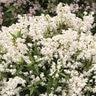 Deutzia x Color Choice Yuki Snowflake Proven Winners Deutzia True 3 gal. (11.36 L) Container