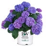 Hydrangea macrophylla Let's Dance Rhythmic Blue Proven Winners Big Leaf Hydrangea True 2 gal. (7.57 L) Container