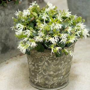 Loropetalum chinense Jazz Hands White Proven Winners Chinese Fringe Flower