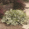 Loropetalum chinense Jazz Hands White Proven Winners Chinese Fringe Flower