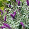 Buddleia x Miss Violet Proven Winners Seedless Butterfly Bush True 3 gal. (11.36 L) Container