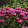 Monarda didyma Pardon My Pink Proven Winners Bee Balm