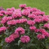 Monarda didyma Pardon My Pink Proven Winners Bee Balm