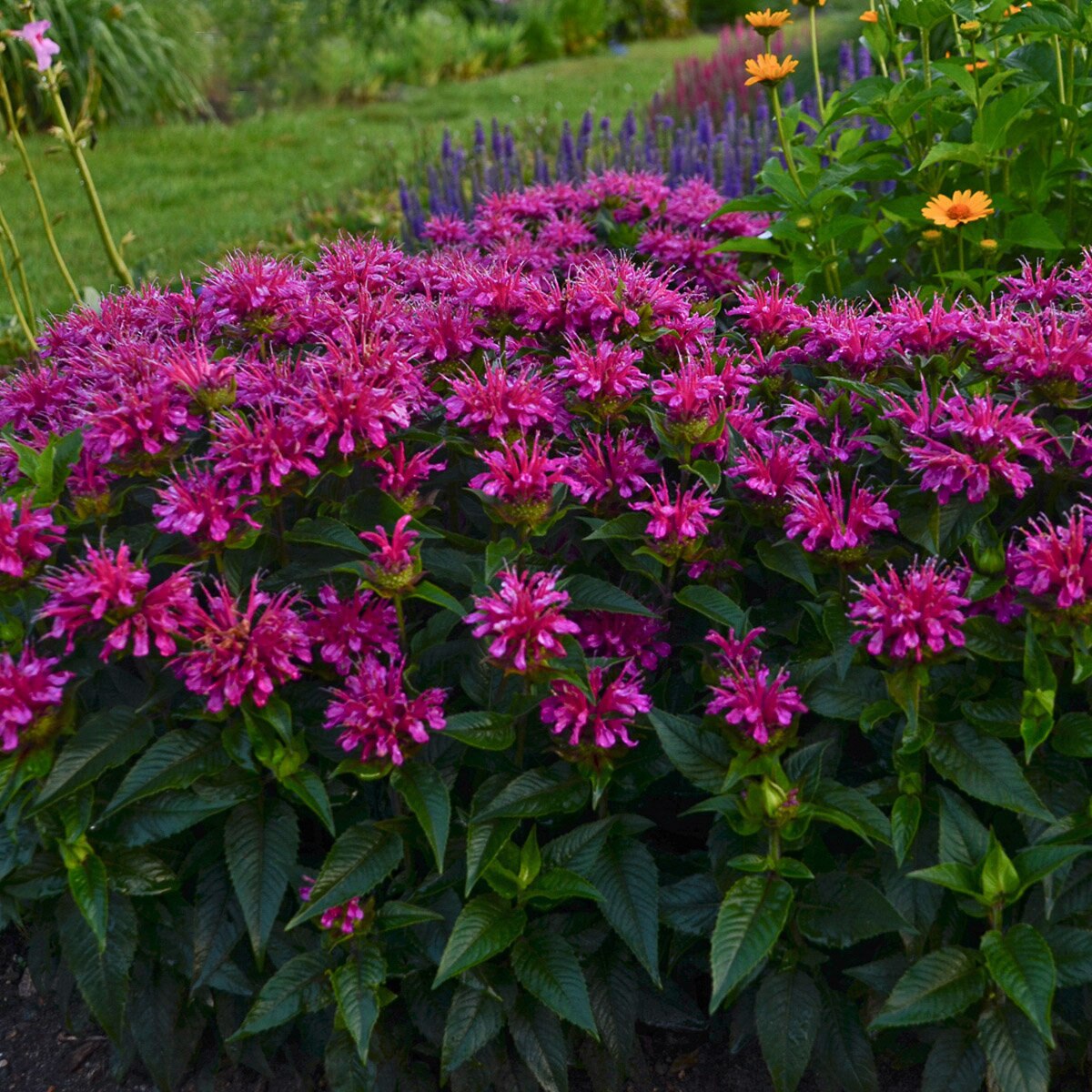 Monarda didyma Pardon My Purple Proven Winners Bee Balm | SiteOne US