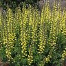 Baptisia x Decadence Lemon Meringue Proven Winners False Indigo True 2 gal. (7.57 L) Container