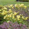 Hemerocallis x Rainbow Rhythm Going Bananas Proven Winners Daylily