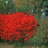 Euonymus alatus Color Choice Select Fire Ball Proven Winners Burning Bush True 2 gal. (7.57 L) Container