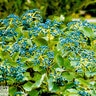 Viburnum Dentatum Christom Blue Muffin Proven Winners Arrowwood Viburnum 10 gal. Container