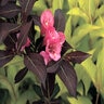 Weigela Florida Wine & Roses Proven Winners Weigela 6 gal. Container