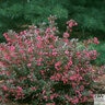 Weigela Florida Wine & Roses Proven Winners Weigela 6 gal. Container
