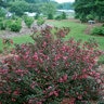 Weigela Florida Wine & Roses Proven Winners Weigela 6 gal. Container