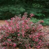 Weigela Florida Wine & Roses Proven Winners Weigela 6 gal. Container