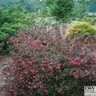 Weigela Florida Wine & Roses Proven Winners Weigela 6 gal. Container
