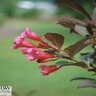 Weigela Florida Wine & Roses Proven Winners Weigela 6 gal. Container