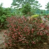 Weigela Florida Wine & Roses Proven Winners Weigela 6 gal. Container
