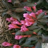 Weigela Florida Wine & Roses Proven Winners Weigela 6 gal. Container