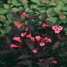 Weigela Florida Wine & Roses Proven Winners Weigela 6 gal. Container
