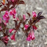 Weigela Florida Wine & Roses Proven Winners Weigela 6 gal. Container