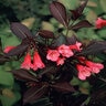 Weigela Florida Wine & Roses Proven Winners Weigela 6 gal. Container