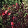 Weigela Florida Wine & Roses Proven Winners Weigela 6 gal. Container