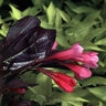 Weigela Florida Wine & Roses Proven Winners Weigela 6 gal. Container