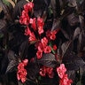 Weigela Florida Wine & Roses Proven Winners Weigela 6 gal. Container