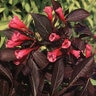 Weigela Florida Wine & Roses Proven Winners Weigela 6 gal. Container