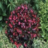 Weigela Florida Wine & Roses Proven Winners Weigela 6 gal. Container