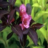 Weigela Florida Wine & Roses Proven Winners Weigela 6 gal. Container