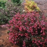 Weigela Florida Wine & Roses Proven Winners Weigela 6 gal. Container