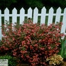 Weigela Florida Wine & Roses Proven Winners Weigela 6 gal. Container
