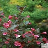 Weigela Florida Wine & Roses Proven Winners Weigela 6 gal. Container