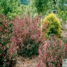 Weigela Florida Wine & Roses Proven Winners Weigela 6 gal. Container