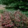 Weigela Florida Wine & Roses Proven Winners Weigela 6 gal. Container