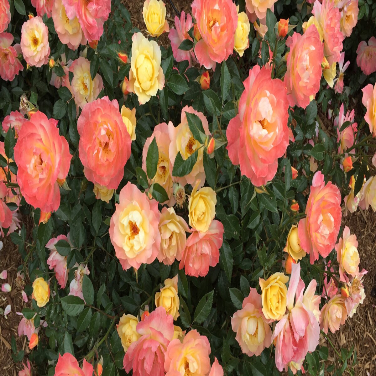 Rosa x Oso Easy Italian Ice Proven Winners Rose | SiteOne US