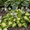 Hosta X Shadowland Etched Glass Plantain Lily