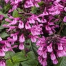 Salvia x Unplugged Pink Proven Winners Sage