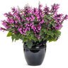 Salvia x Unplugged Pink Proven Winners Sage