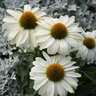 Echinacea x Color Coded The Price is White Proven Winners Coneflower