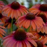 Echinacea x Color Coded Orange You Awesome Proven Winners Coneflower
