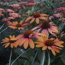 Echinacea x Color Coded Orange You Awesome Proven Winners Coneflower