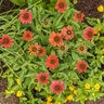 Echinacea x Color Coded Orange You Awesome Proven Winners Coneflower