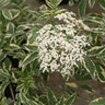 Sambucus nigra Instant Karma Proven Winners Elderberry